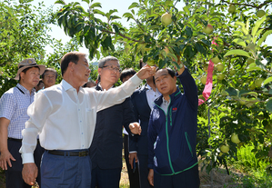 ▲ NH농협손해보험 오병관 대표(가운데)는 지난 1일 폭염피해를 입은 경상북도 문경시 소재 과수농가를 방문해 피해현황을 직접 점검하고 농가를 위로했다. ⓒ농협손해보험