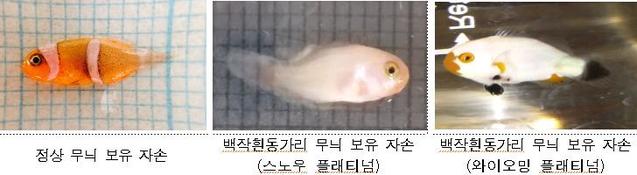 ▲ 흰동가리 자손 무늬 비교.ⓒ해수부