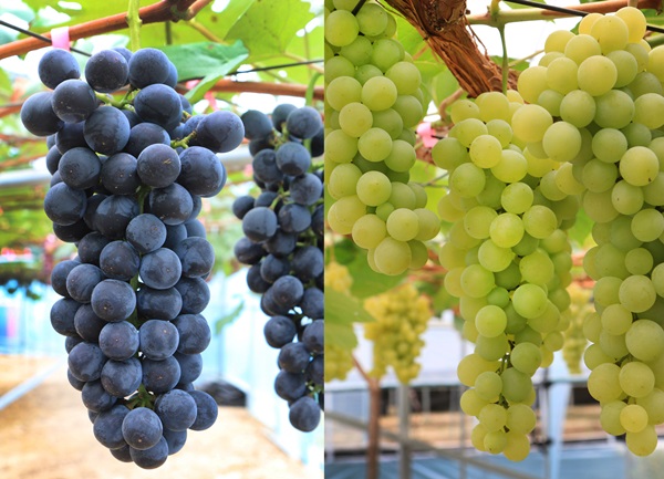 ▲ 충랑과 청포랑.(왼쪽부터)ⓒ충북도