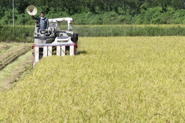 ▲ 대구 달성군 다사읍 문양리 이상태(52)농가가 지난 해에 이어 올해도 21일 대구지역에서 처음으로 벼를 수확했다.ⓒ달성군
