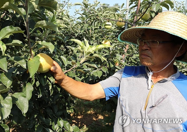 ▲ 추석 대목을 한 달여 앞두고 유통업계의 한숨이 깊어졌다. 올여름 폭염과 가뭄이 농가를 휩쓸어 선물세트의 강자인 사과·배 등 가격이 오를 것으로 예상하기 때문이다. 사진은  충남 서산시 고북면 정자리의 한 사과 과수원에서 농부가 수심에 가득한 표정으로 익지 않은 사과를 바라보고 있는 모습ⓒ연합뉴스