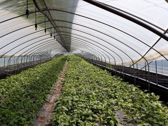 ▲ 농식품부가 청년 농업인 육성을 통한 농촌 일자리 확보 정책을 발표했다.ⓒ뉴데일리경제