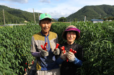 ▲ ‘2018 괴산고추축제 청결고추품평회’에서 대상을 받는 김태길 씨가 부인과 함께 자신의 고추밭에서 고추를 자랑하고 있다. ⓒ괴산군