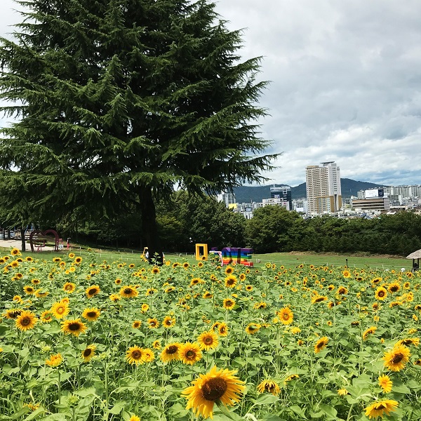 ▲ 이월드 해바라기 사진관. ⓒ이랜드