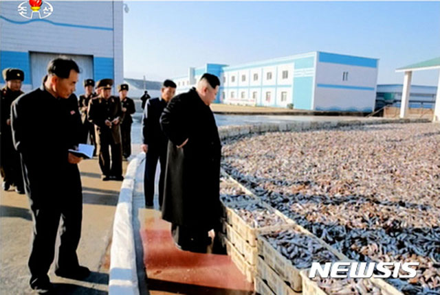 ▲ 생선을 바라보는 돼지의 모습. 2016년 11월 북한군 수산사업소를 찾은 김정은이다. ⓒ뉴시스. 무단전재 및 재배포 금지.