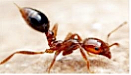 ▲ 붉은 불개미 모습.ⓒ대구시