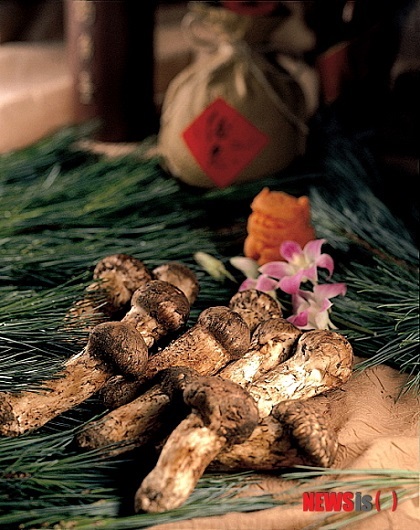 ▲ 자연송이버섯ⓒ뉴시스. 무단 전재 및 재배포 금지.