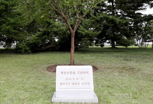 ▲ 문재인 대통령이 19일 오후 남북정상회담 숙소로 사용한 평양 백화원초대소에 심어진 10년생 모감주나무. 기념식수 표지석에 문 대통령이 평양에 머문 날짜가 18일부터 21일로 잘못 기재됐다. ⓒ평양사진공동취재단