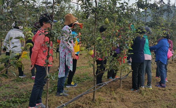 ▲ 충북도 유기농산과가 마련한 유기농 농산물 수확 체험 행사에 참가한 도시 소비자들이 사과 따기를 하고 있다.ⓒ충북도
