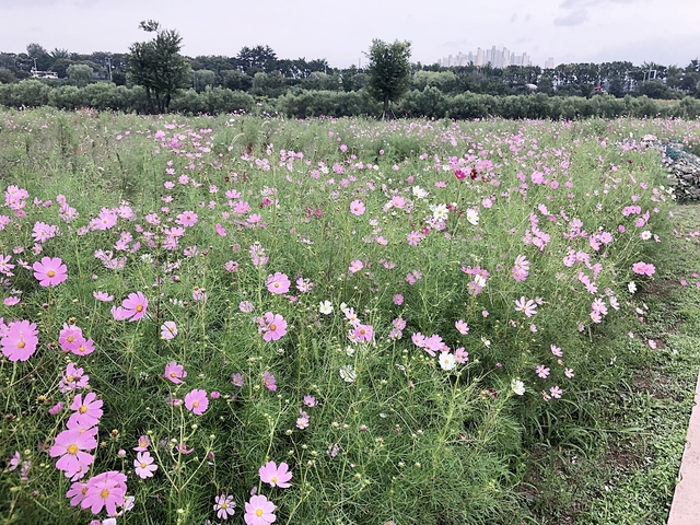 ▲ 대구시가 추석연휴기간 금호강 하중도와 혁신도시 코스모스 꽃단지를 개방했다.ⓒ대구시