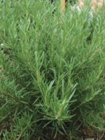 ▲ 로즈마리는 두통과 신경통 완화 효과가 있다.ⓒ농촌진흥청