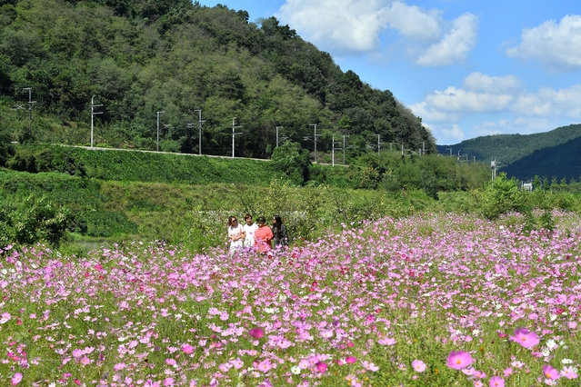 ▲ 청도군 청도읍 거연리 청도천 주변에 코스모스가 만개해 가을정취가 물씬 나는 가운데 가족들이 즐거운 시간을 보내고 있다.ⓒ청도군