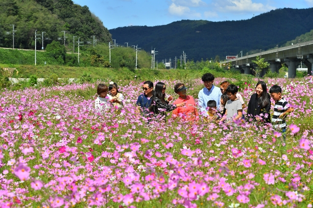 ▲ 청도군은 연휴기간 동안 청도천 주변 코스모스길을 찾아 가족나들이를 하면 가을 정취를 제대로 느낄 수 있다고 말했다.ⓒ청도군