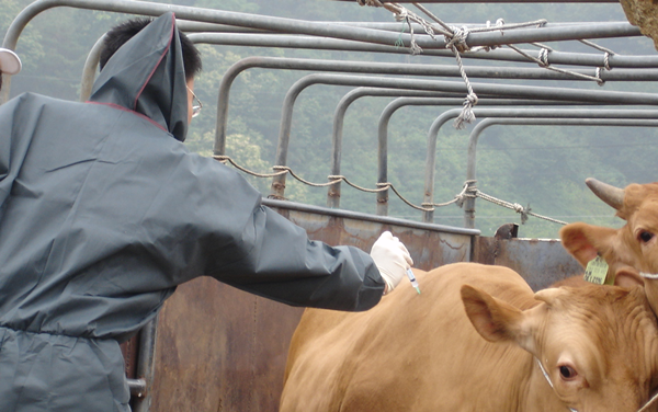 ▲ 충북도 방역당국이 구제역 예방을 위해 백신을 접종하는 장면.ⓒ충북도