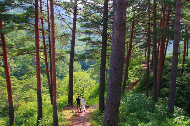 ▲ 울진군이 ‘울진금강송이 빚은 천년의 향’을 주제로 토크쇼를 마련했다.ⓒ축제위원회