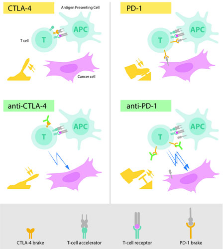 ▲ 앨리슨 박사와 혼조 교수는 각각 CTLA-4 단백질과 PD-1 단백질로 T세포의 면역기능을 강화시켜 암세포를 제거하는 항암치료법을 개발해 냈다. ⓒ노벨상 위원회 홈페이지 캡쳐.