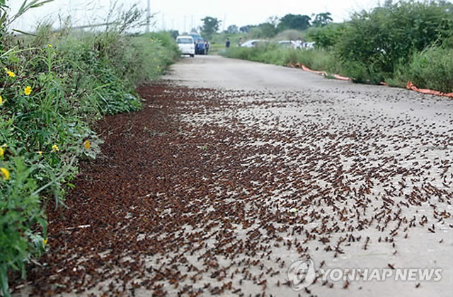 ▲ 2014년 8월 전남 해남군에 출현한 메뚜기 떼. 북한에서는 이것도 '식량'이라고 한다. ⓒ연합뉴스. 무단전재 및 재배포 금지.
