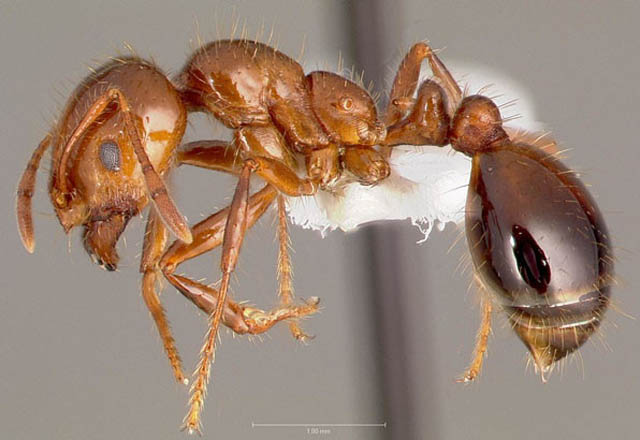 ▲ 붉은 불개미의 확대사진. 배 끝에 침이 보인다. ⓒ위키피디아 공개사진.