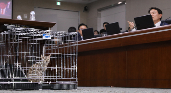 ▲ 10일 국회 정무위원회에 등장한 벵갈 고양이. 퓨마와 비슷하게 생겼다는 이유로 자유한국당 김진태 의원이 들여왔다.  ⓒ뉴시스 DB