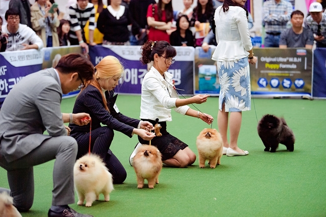 ▲ ‘제13회 대구펫쇼’가 오는 12일부터 14일까지 3일간 엑스코에서 개최된다.ⓒ엑스코