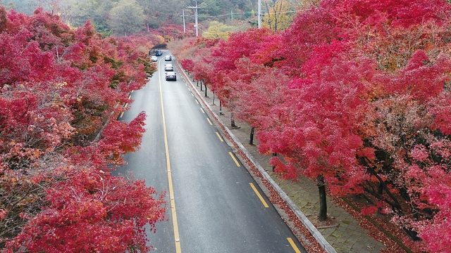 ▲ 단풍으로 붉게 물든 팔공산 순환도로 모습.ⓒ대구시