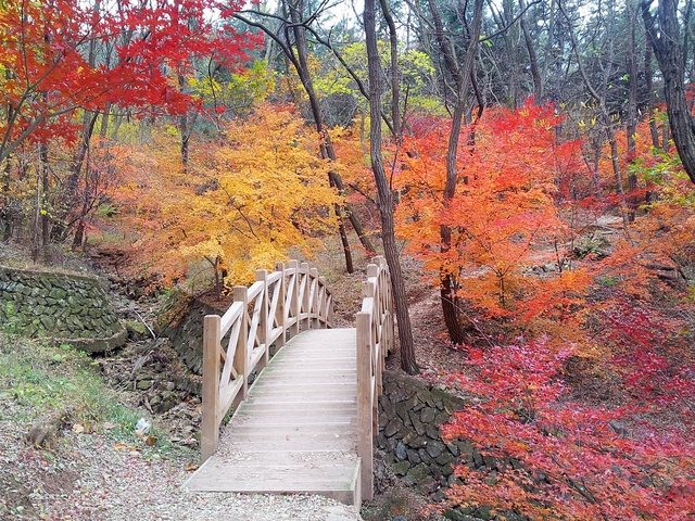 ▲ 완만한 경사로 어린 아이들과 가볍게 등산할 수 있는 앞산 자락길 모습.ⓒ대구시