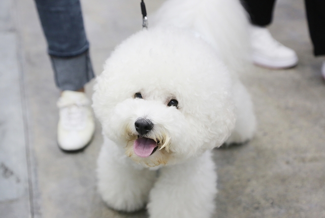 ▲ 반려동물 천만 시대를 맞아 엑스코에서 대구·경북 유일의 펫 전문 전시회인 ‘제13회 대구펫쇼’가 14일까지 3일간 개최된다.ⓒ엑스코