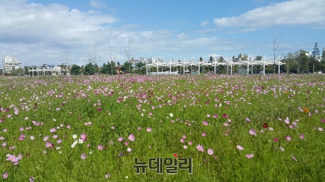 ▲ 포항운하 전역에 만발한 코스모스 단지.ⓒ뉴데일리