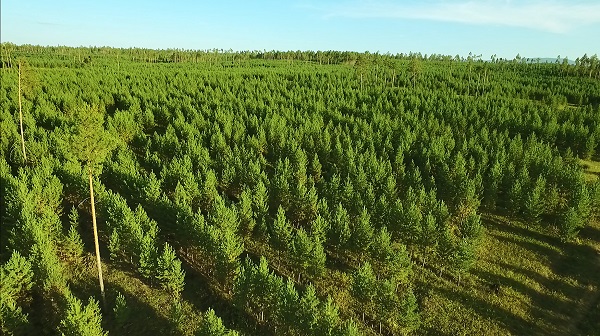 ▲ 유한킴벌리 숲ⓒ유한킴벌리