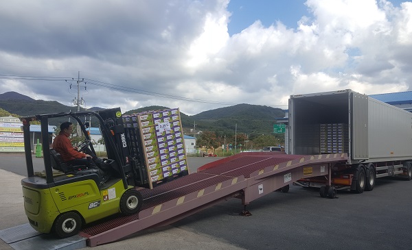 ▲ 영동 ‘샤인머스켓’을 미국으로 수출을 하기 위해 22일 선적하고 있다.ⓒ영동군