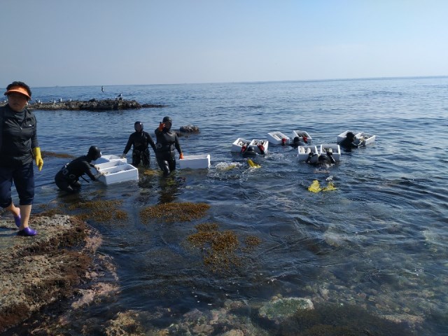 ▲ 포항시가 지난 25일 수산자원 회복 위해 전복치패 27만마리를 방류했다.ⓒ포항시