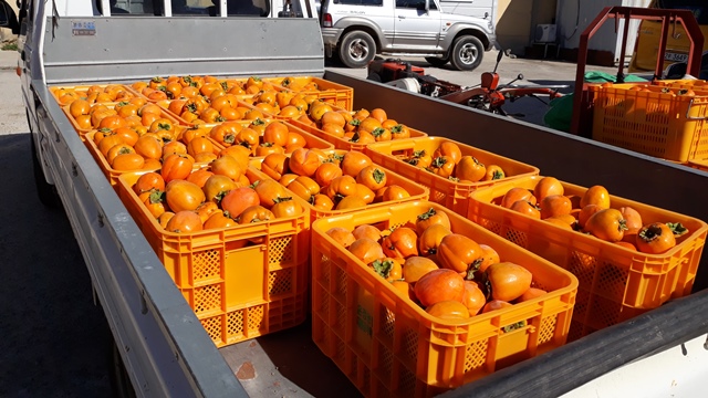 ▲ 수확한 온정대봉감을 실은 차량이 수매를 기다리고 있다.ⓒ울진군