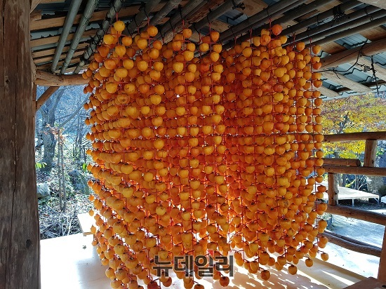 ▲ 충북 영동군의 한 감 농가에서감을 주렁주렁 매달아 놓고 건조하고 있다.ⓒ김정원 기자