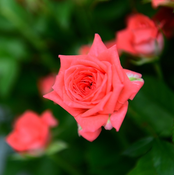 ▲ 품종보호 출원에 들어간 신품종 장미 ‘타이니스타’.ⓒ충북도농업기술원