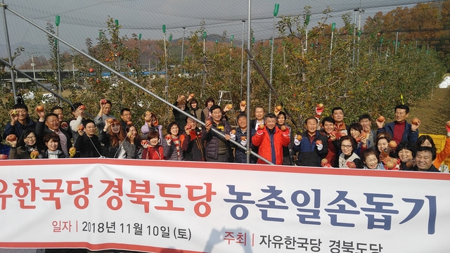 경북도당이 구미지역 과수농가를 방문해 사과따기 봉사활동을 펼쳤다.ⓒ한국당 경북도당