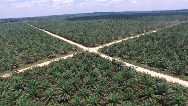 LG상사가 인도네시아에서 운영 중인 팜(palm) 농장 전경.ⓒLG상사