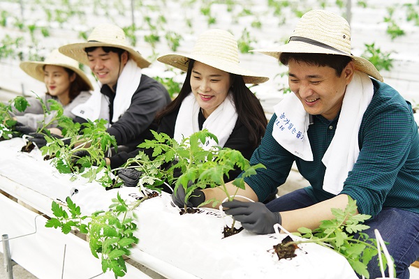 ▲ 지난 16일 신세계푸드 임직원들이 충남 논산시 광석면에 위치한 협력농가 팜팜농장을 방문해 토마토 재배 일손 돕기 봉사활동을 펼쳤다. ⓒ신세계푸드