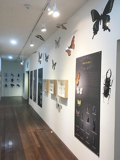 ▲ 경북대가 군위군 효령면에 소재한 경북대 자연사박물관에서 ‘독도 곤충전’을 개최한다.ⓒ경북대