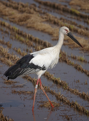 ▲ 일본 나가사키현에서 발견된 ‘A29’ 황새(2)ⓒ한국교원대