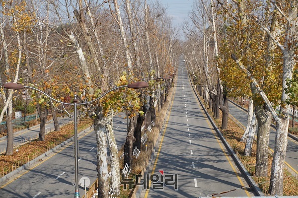 ▲ 겨울 채비를 하고 있는 충북 청주 가로수길의 플라타너스 나무.ⓒ김정원 기자