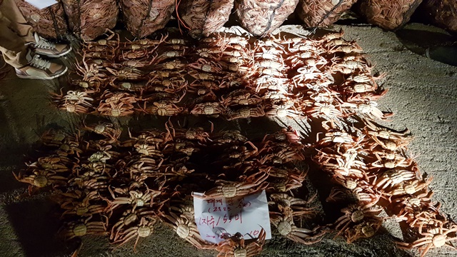 ▲ 적발된 암컷대게.ⓒ포항해경