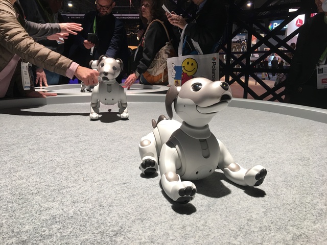 CES 2019에서 소니가 공개한 강아지 로봇 '아이보' ⓒ장소희 기자