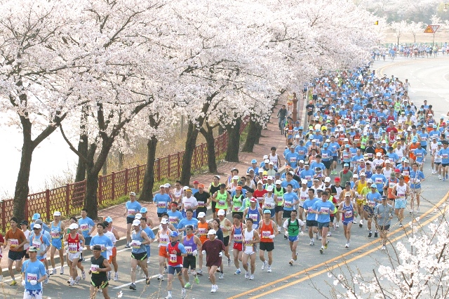 ▲ 지난해 벚꽃마라톤 대회 모습.ⓒ경주시