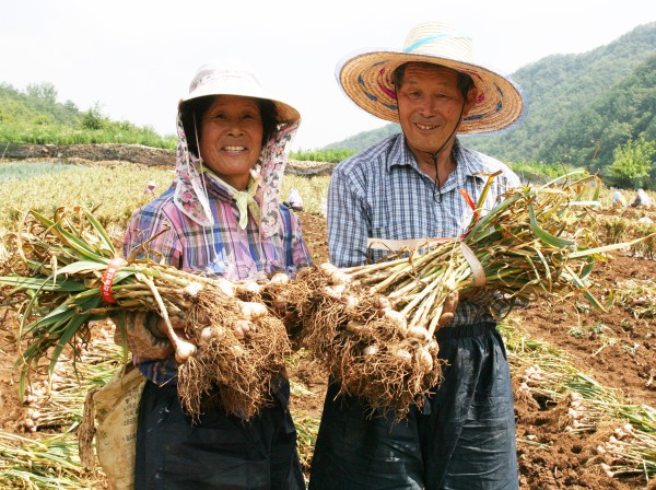 ▲ 충북 단양 마늘농민 부부가 수확한 마늘을 들어보이고 있다.ⓒ단양군