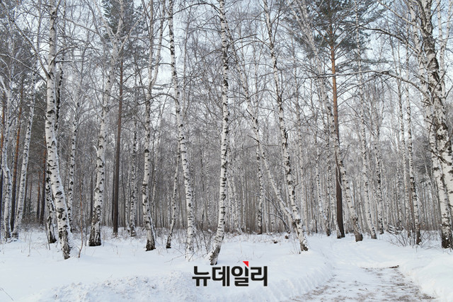 ▲ 러시아 이르쿠츠크의 눈 덮인 자작나무 숲. ⓒ뉴데일리 이기륭 기자