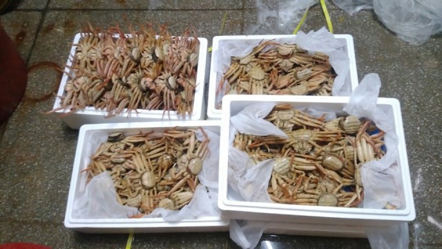 ▲ 증거물로 압수한 암컷대게.ⓒ포항해경