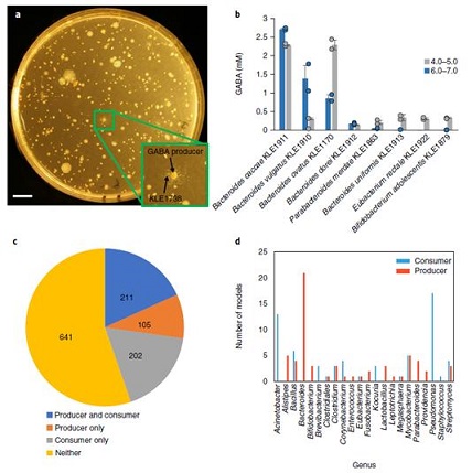 ▲ 'GABA' 조절 장내미생물 분석 자료. ⓒ성균관대