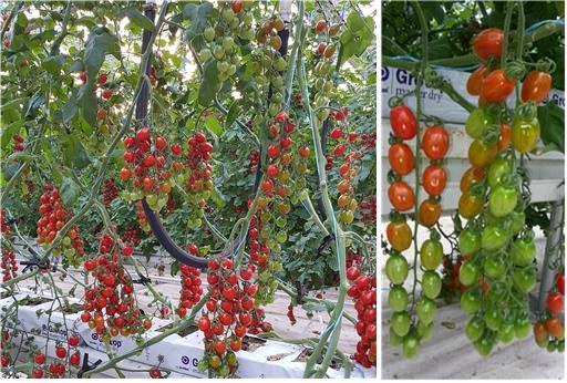 ▲ 마시토 포장 착과 전경과 마시토 송이 모습.ⓒ충남도