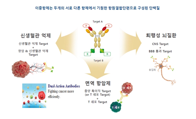 ▲ 이중항체 관련 이미지 ⓒ에이비엘바이오