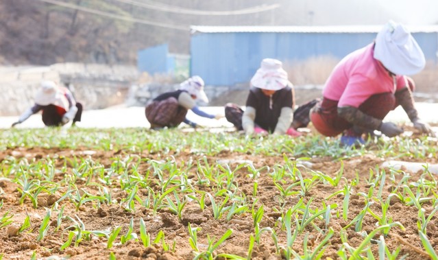 ▲ 단양 마늘재배농가들이 겨우내 비닐 멀칭 속에서 추위를 이겨내고 자란 어린 싹이 올라오도록 비닐을 잘라 내는 마늘 순 올리기 작업에 한창이다.ⓒ단양군